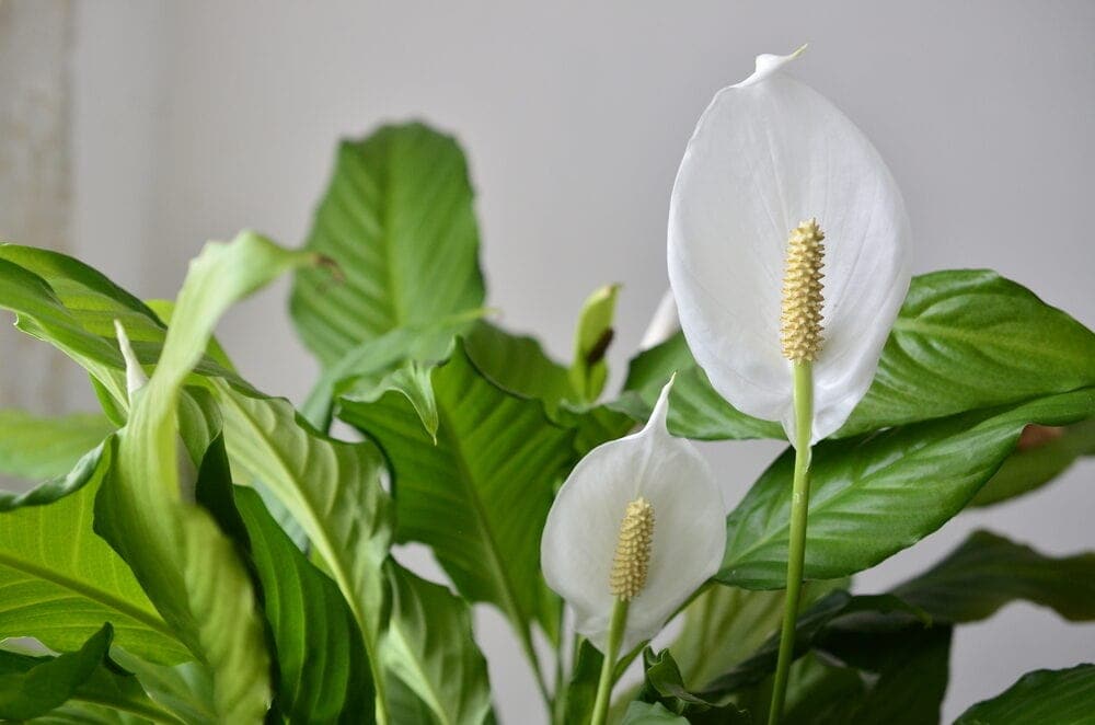 peace lily close up