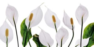 Peace Lily Plant (Spathiphyllum) Care & Growing Guide