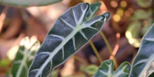Alocasia sanderiana