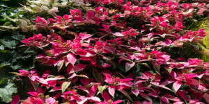 Alternanthera: Plant Care & Growing Guide