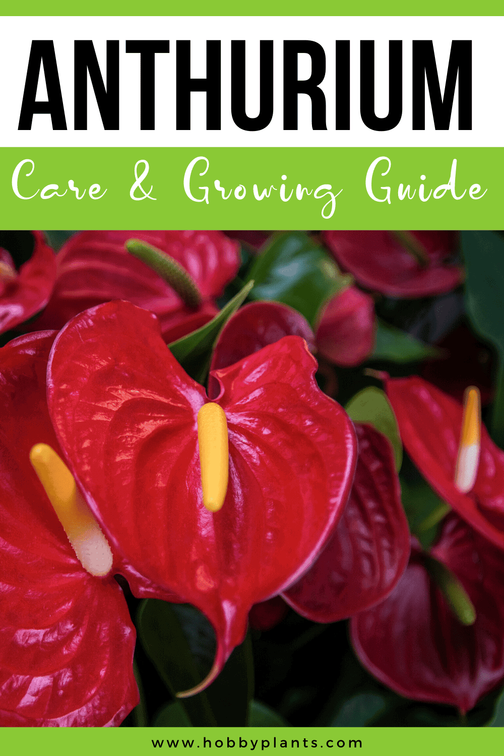 Anthurium Care Anthurium Care