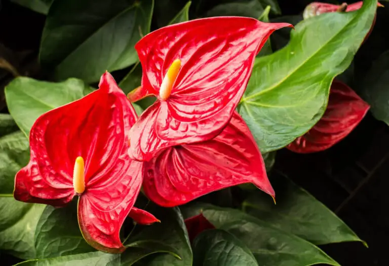 Anthurium Care & Growing Guide