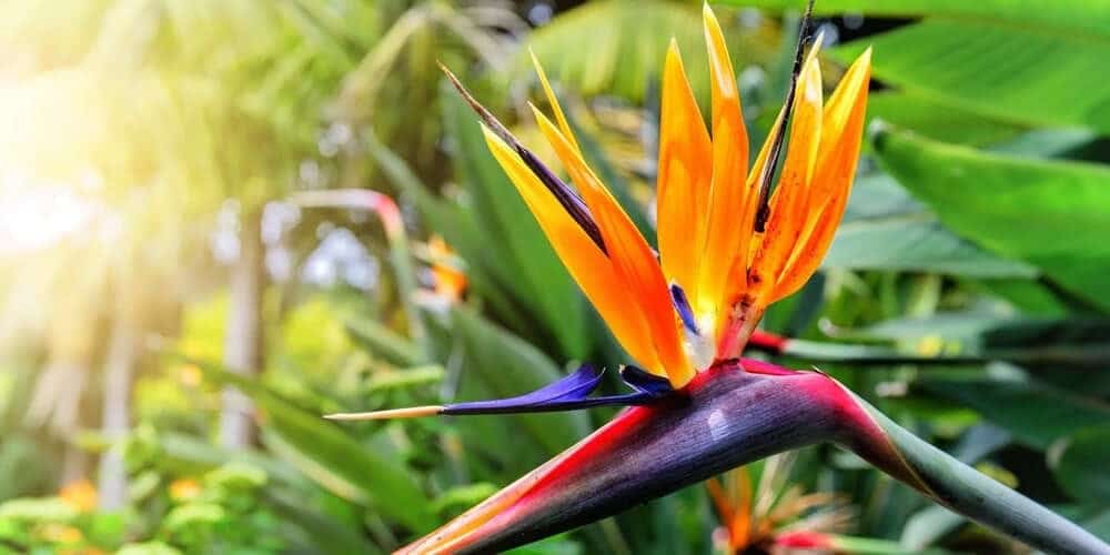 Bird of Paradise Flower