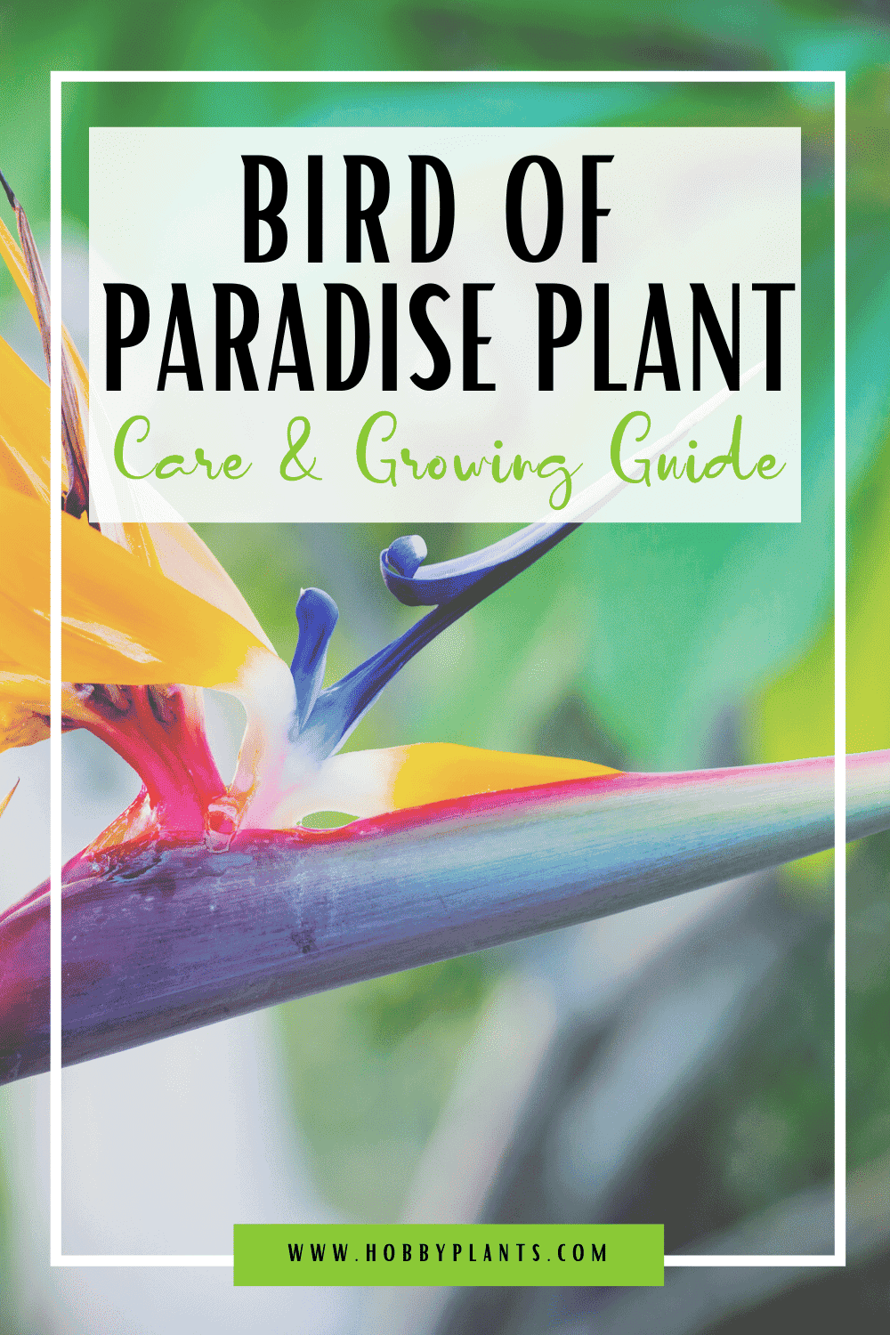 Bird of Paradise Plant Care