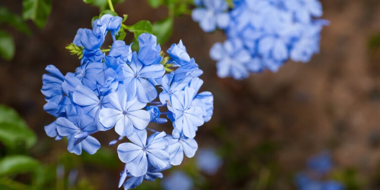 Blue Plumbago