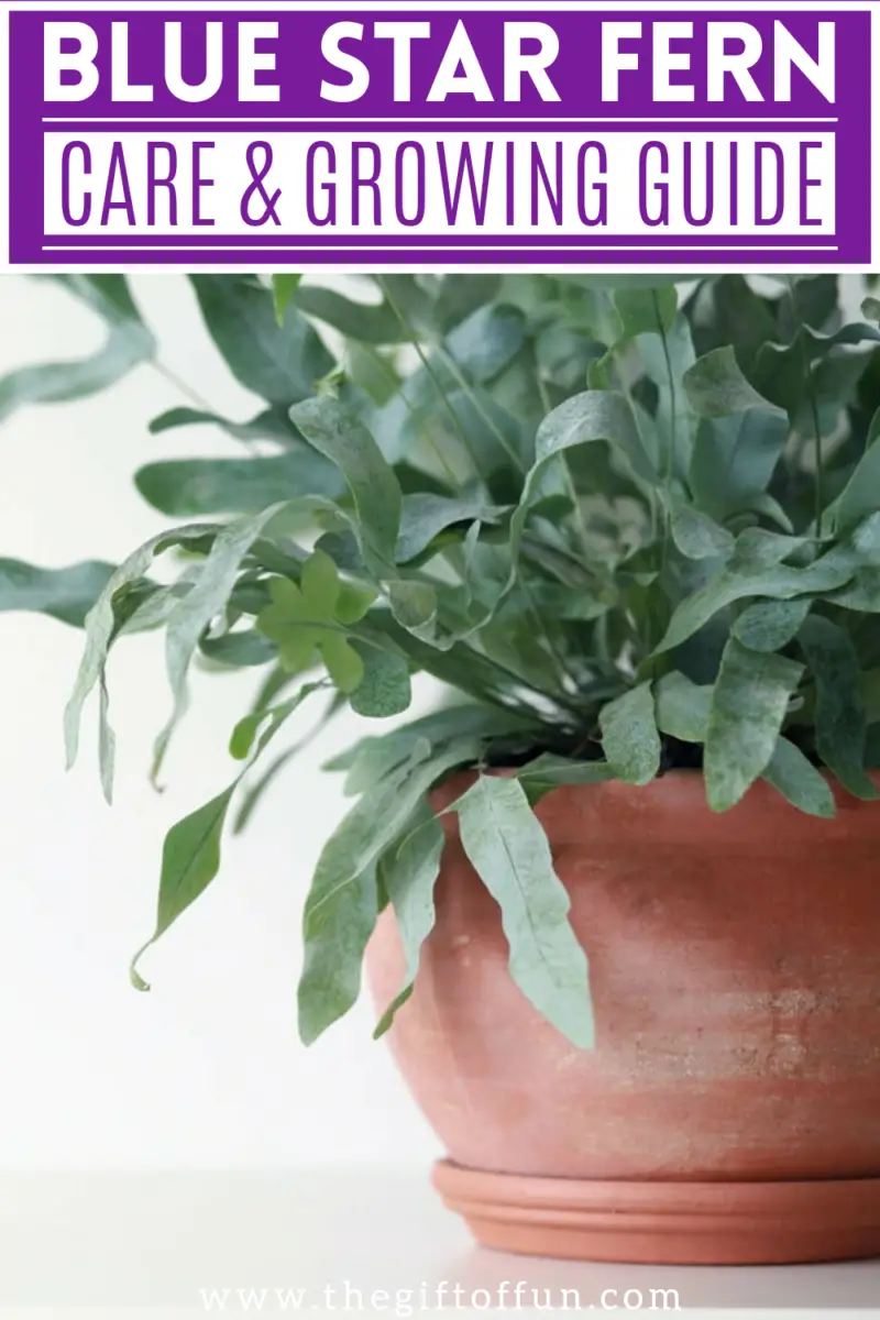 Blue Star Fern Care & Growing Guide Hobby Plants