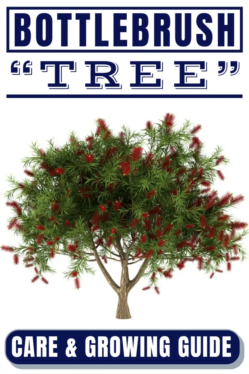 Bottlebrush Tree Care & Growing Guide