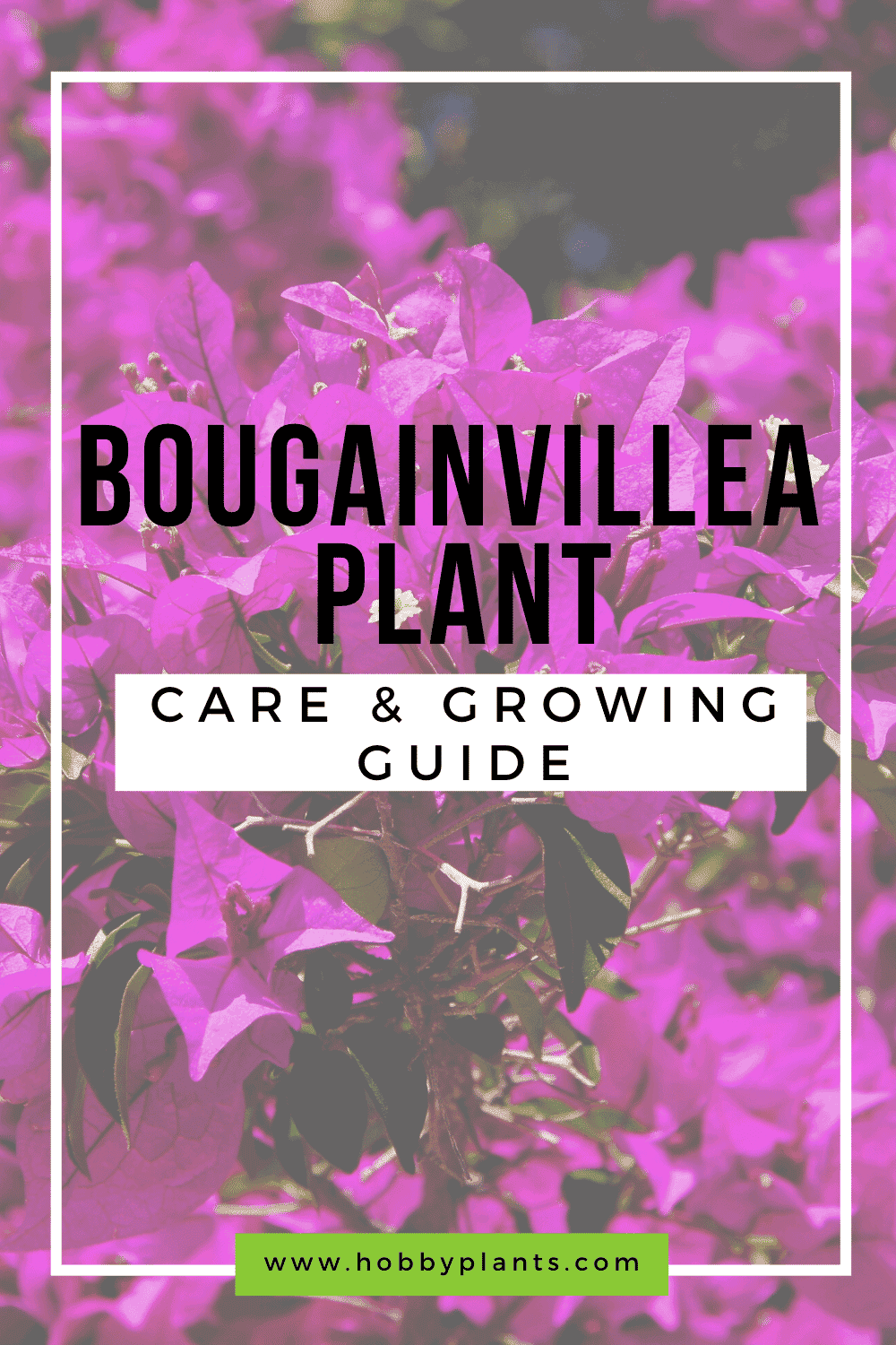 Bougainvillea Plant Care