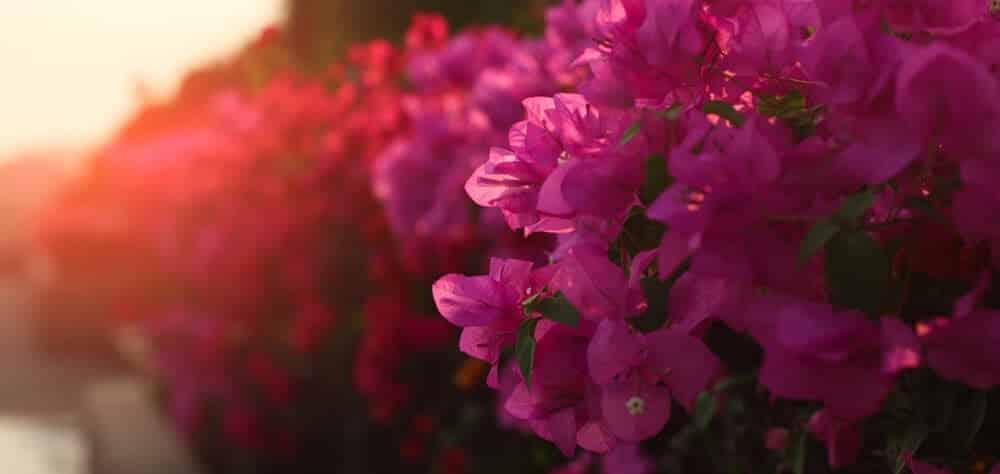 Bougainvillea Plant pink sunset