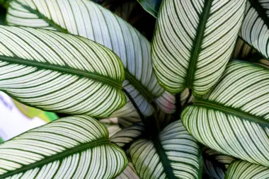 Calathea Ornata (Pinstripe Plant) Care & Growing Guide
