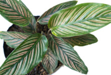 Calathea Ornata (Pinstripe Plant) Care & Growing Guide