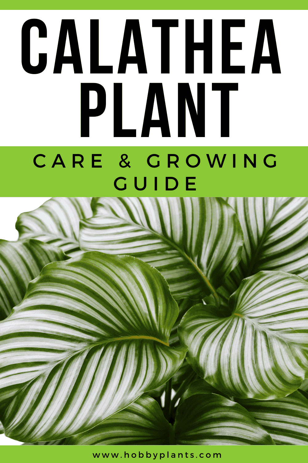 Calathea Plant Care