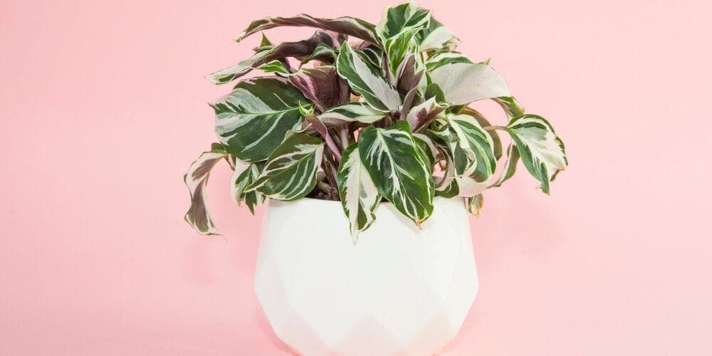 Calathea plants white pot