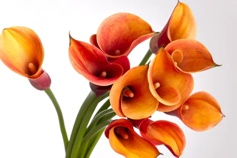 Calla Lily Flowers Care & Growing Guide