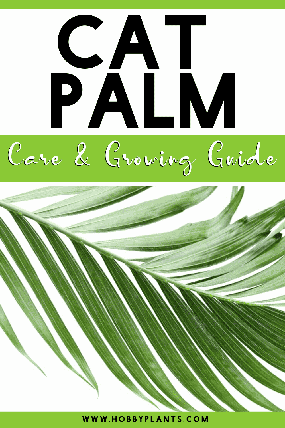 Cat Palm Care