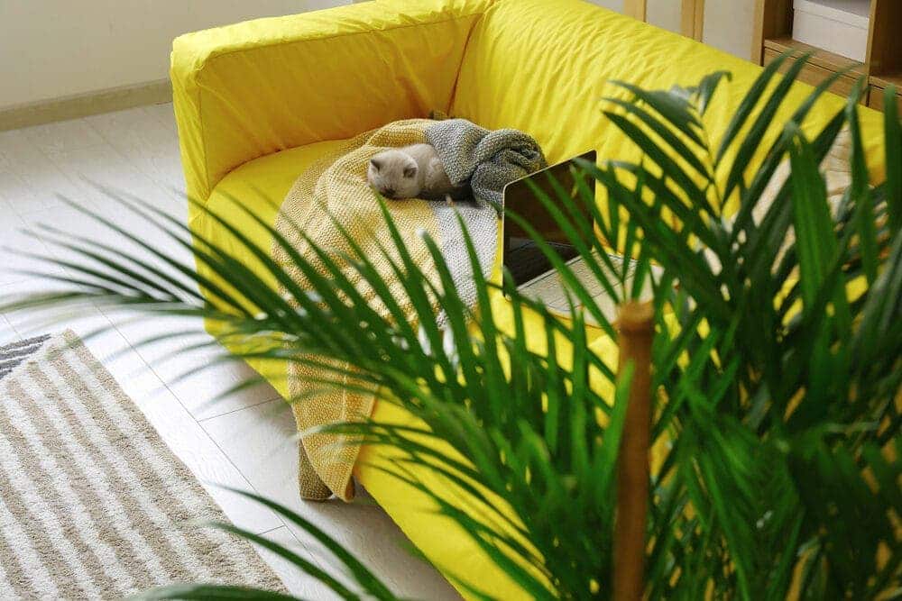 Cataractarum Palm yellow cat
