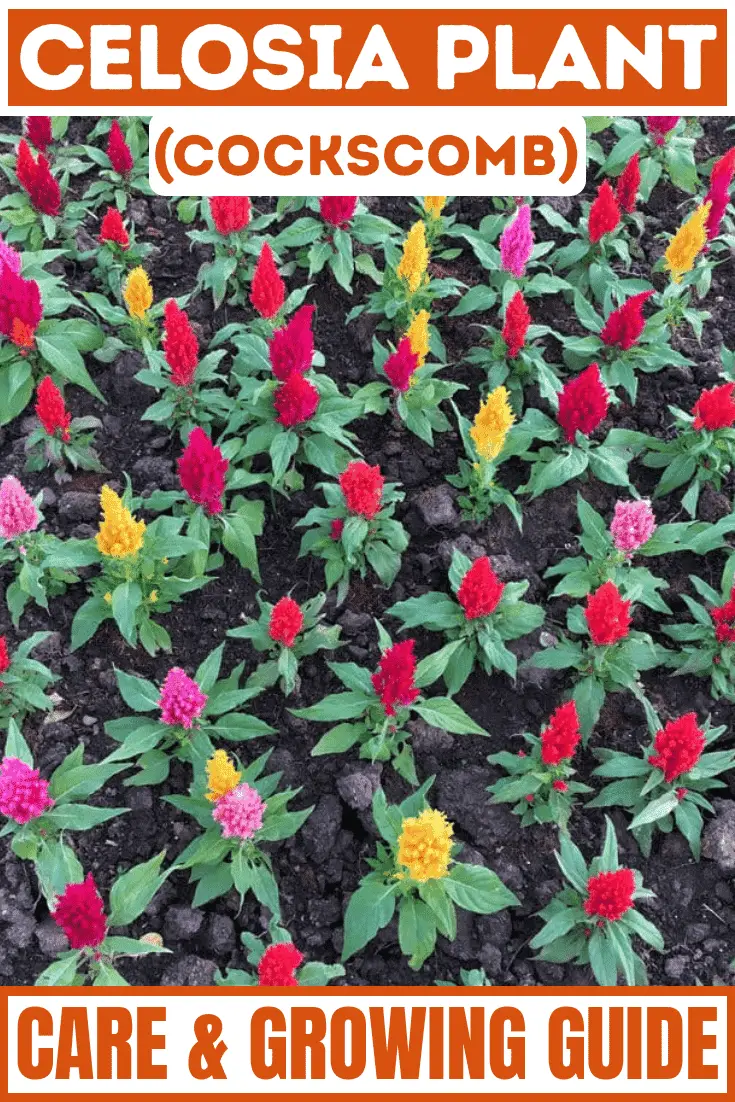Celosia Plant Celosia Plant