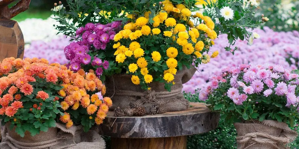 Chrysanthemum in a garden