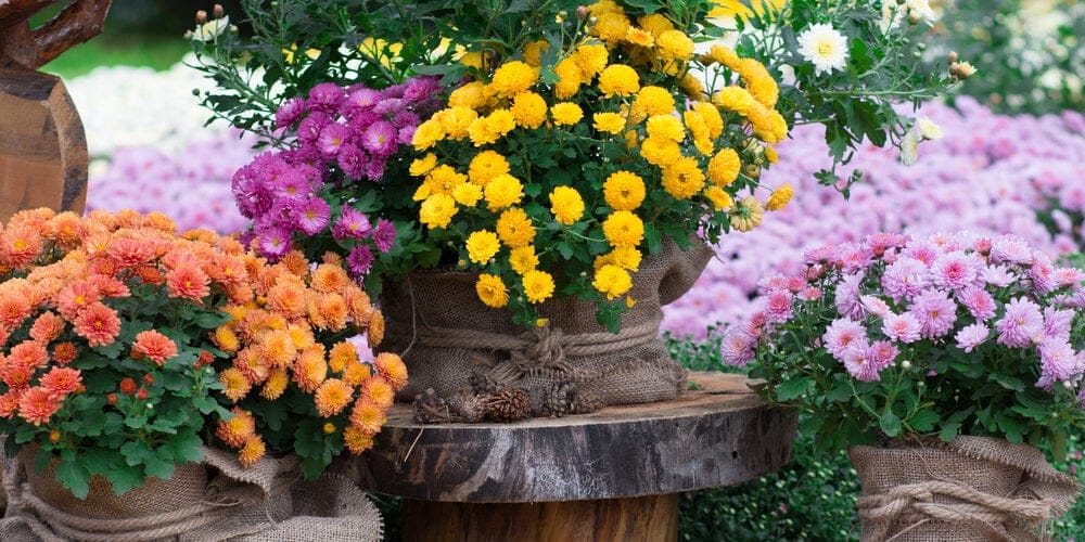 Chrysanthemum Care Growing Guide