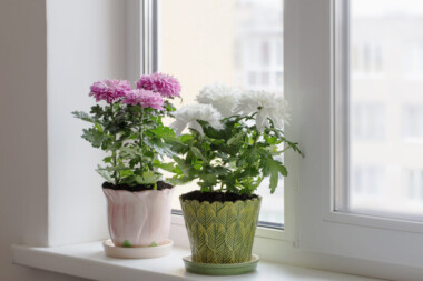 Chrysanthemum Care & Growing Guide