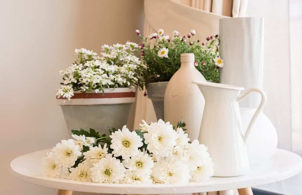 Chrysanthemum white flowers