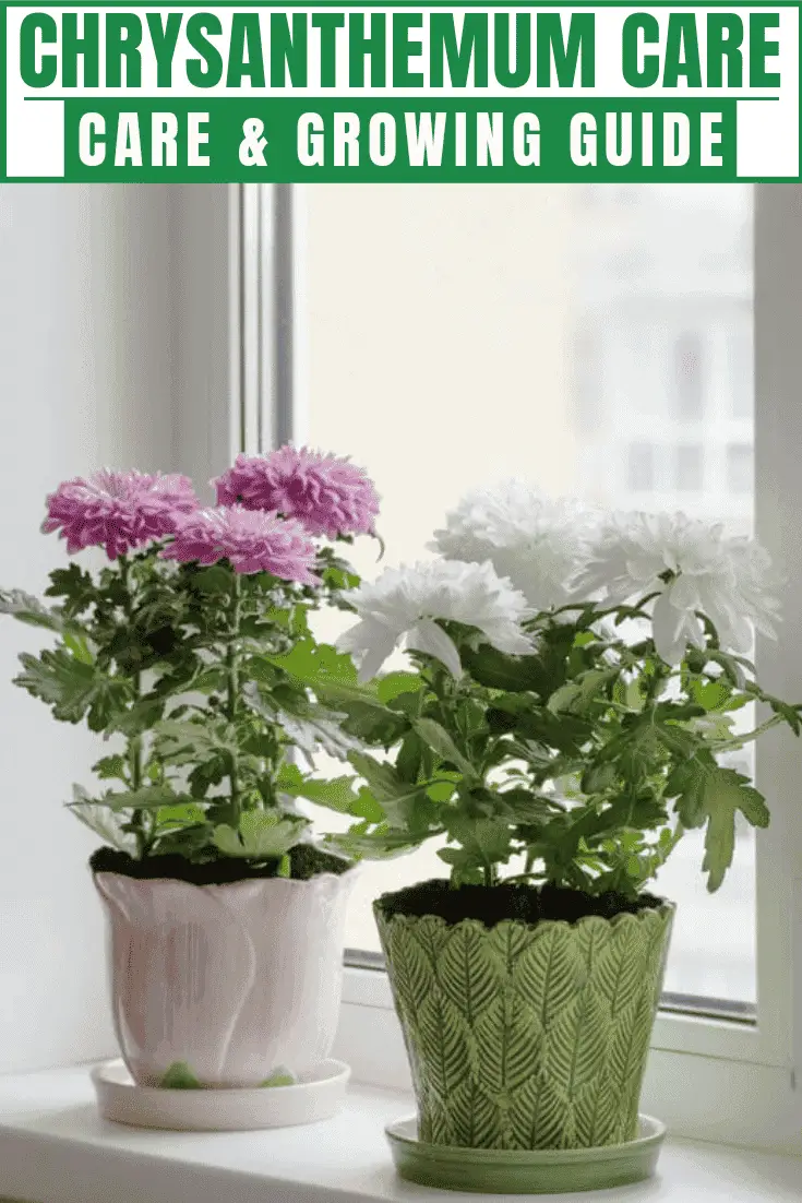 Chrysanthemum Chrysanthemum