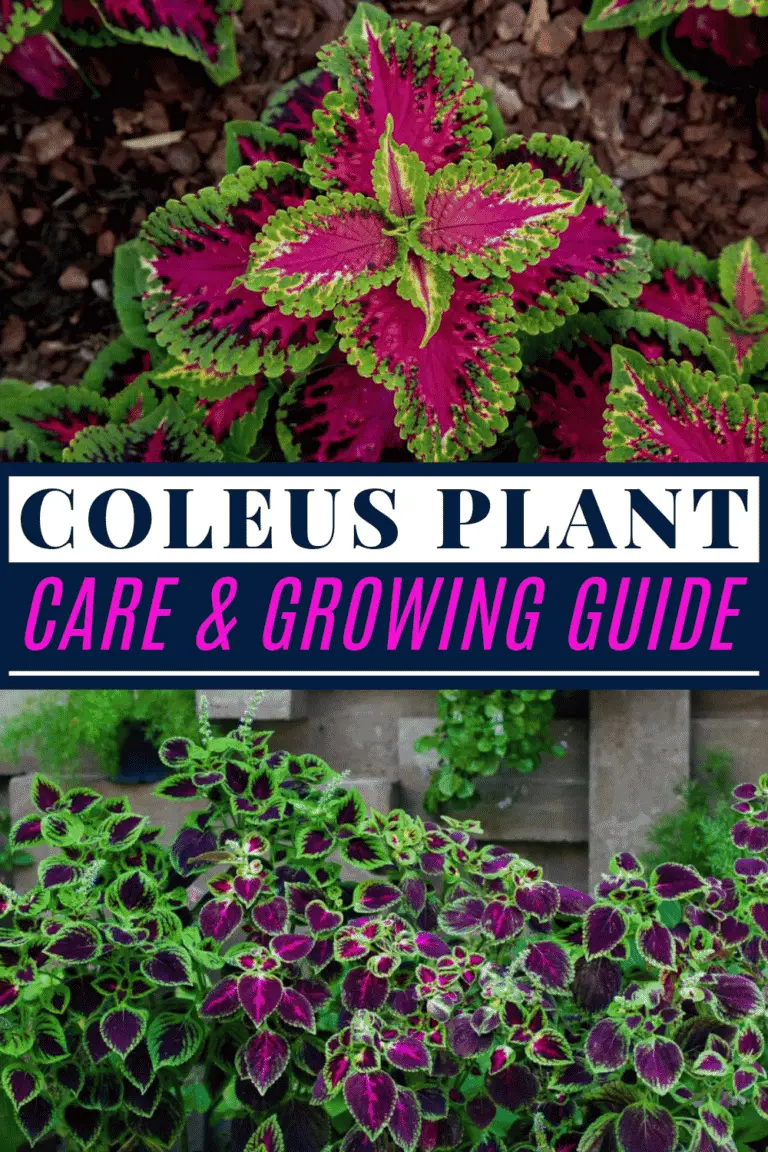 Coleus Plant Care &amp; Growing Guide Hobby Plants