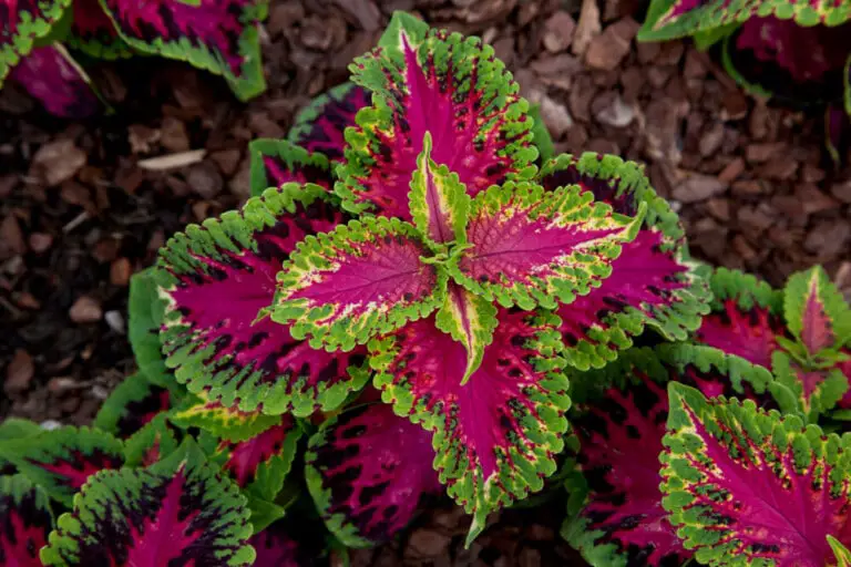 Coleus Plant Care &amp; Growing Guide Hobby Plants