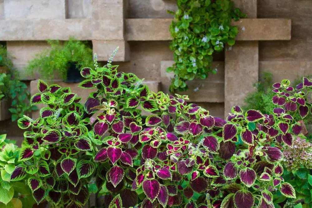 Coleus plant bush e1588060705858 Coleus plant bush