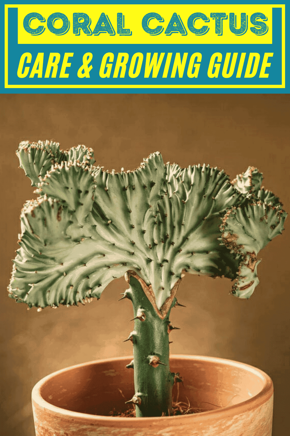 Coral Cactus Coral Cactus