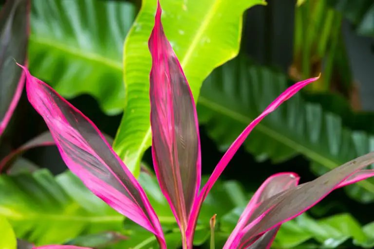Cordyline Plant Care & Growing Guide