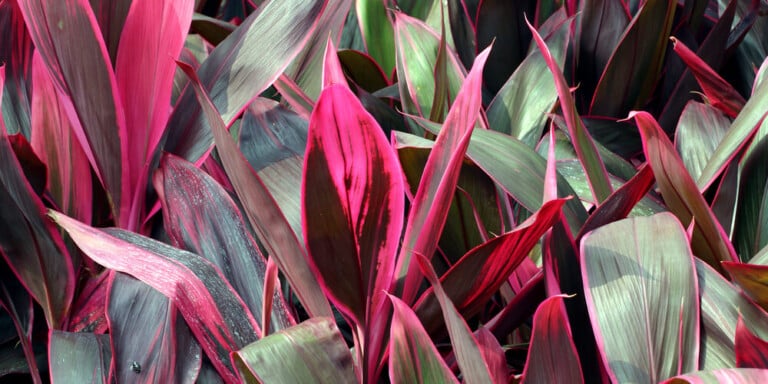 Cordyline Plant Care & Growing Guide