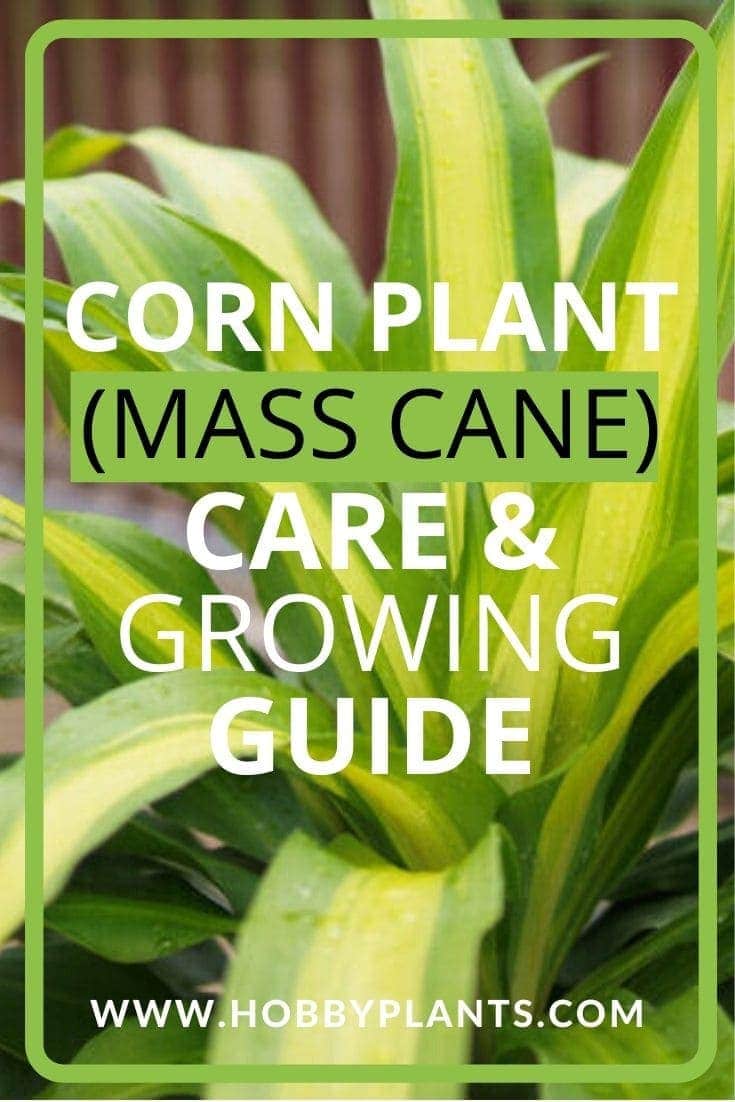 Corn Plant (Dracaena fragrans) Care & Growing Guide