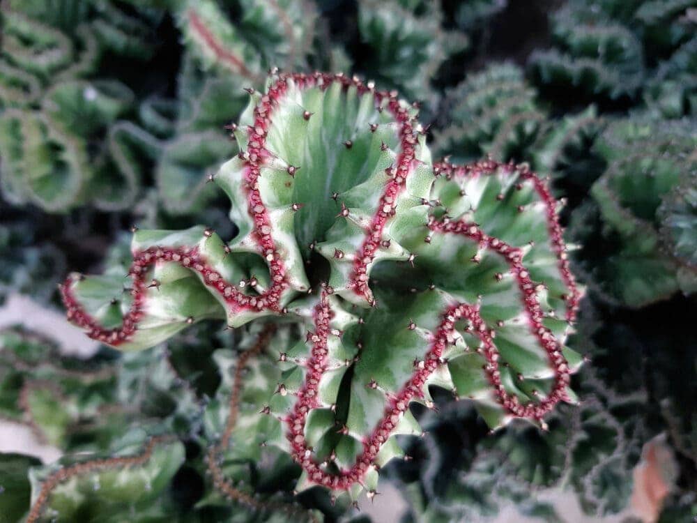 Crested Euphorbia Plant (2)