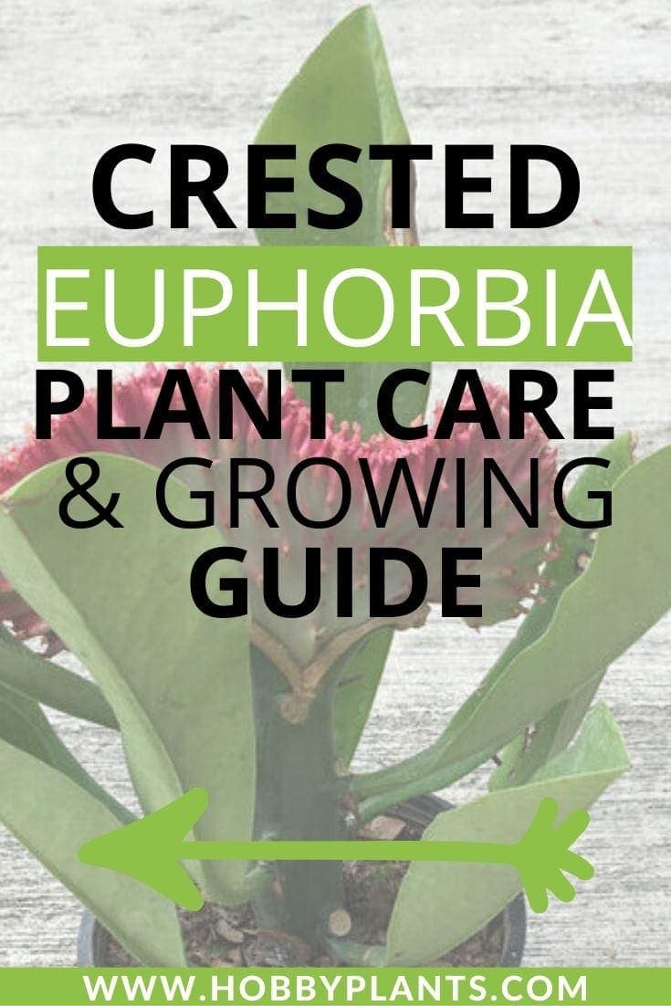 Crested Euphorbia Plant Care