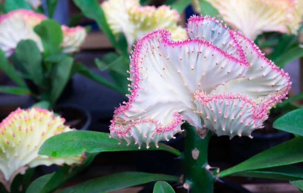 Crested Euphorbia Plant