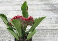 Crested Euphorbia Plant Care & Growing Guide