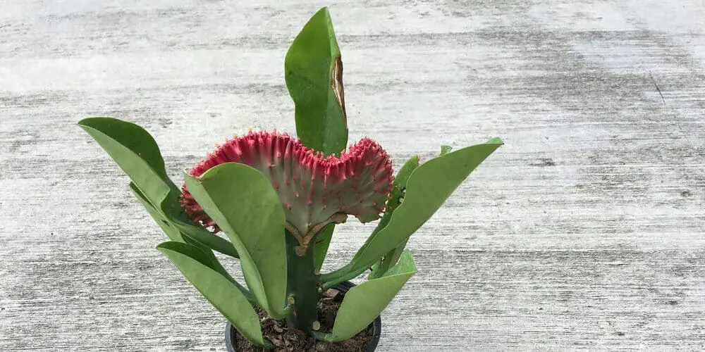 Crested Euphorbia