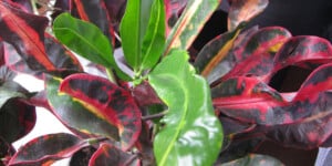 Croton Mammy: Plant Care & Growing Guide