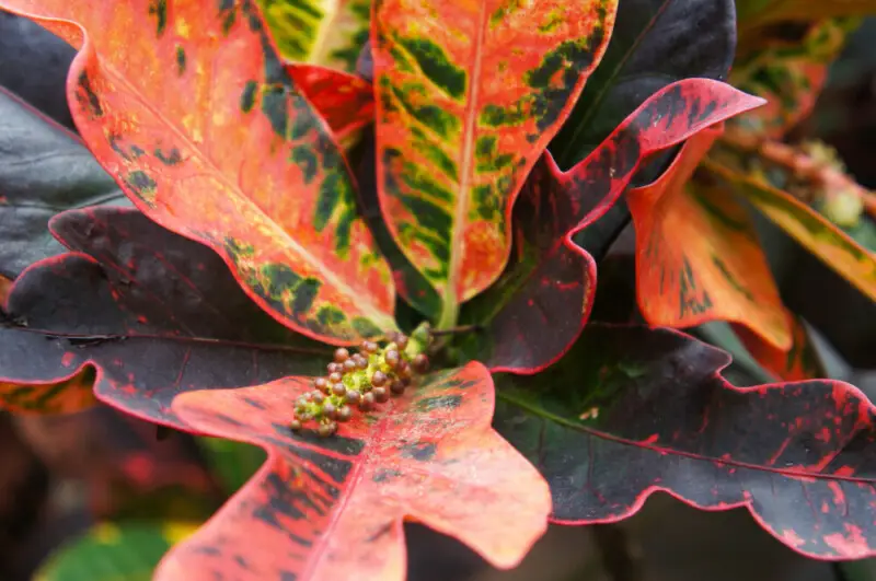 Croton Mammy Care & Growing Guide Hobby Plants