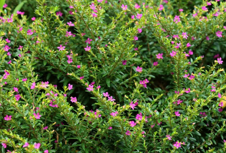 Mexican Heather (Cuphea hyssopifolia) Care &amp; Growing Guide