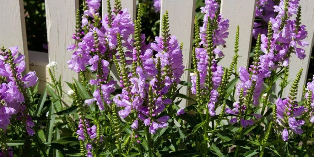 Dainty mauve flowers