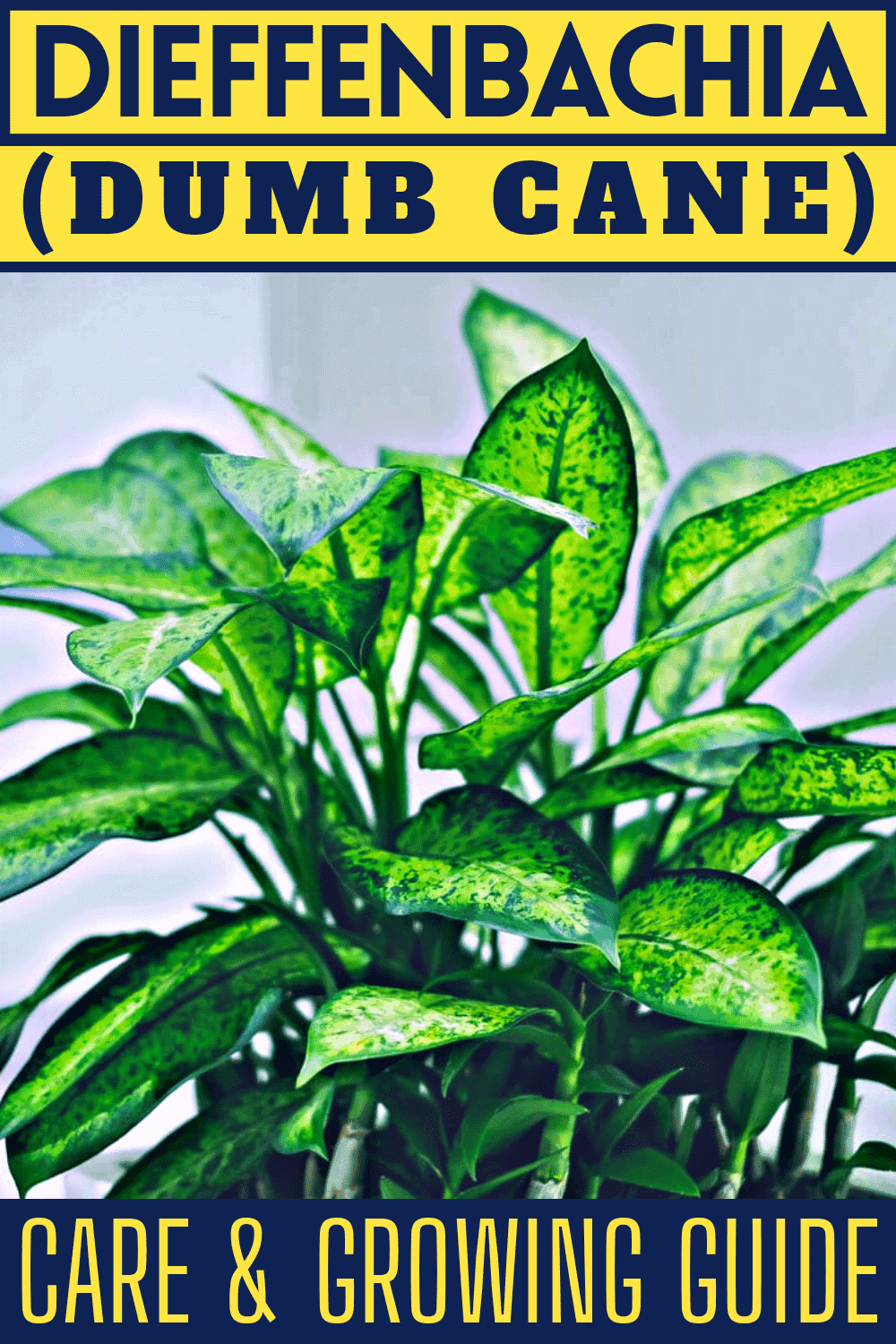 Dieffenbachia Dieffenbachia