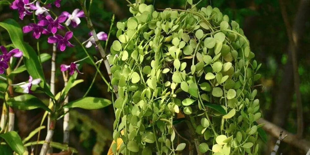 Dischidia nummularia