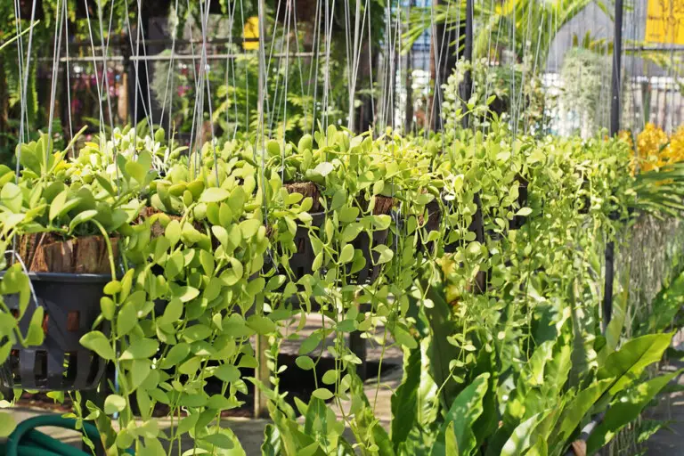 Dischidia Plant Care & Growing Guide