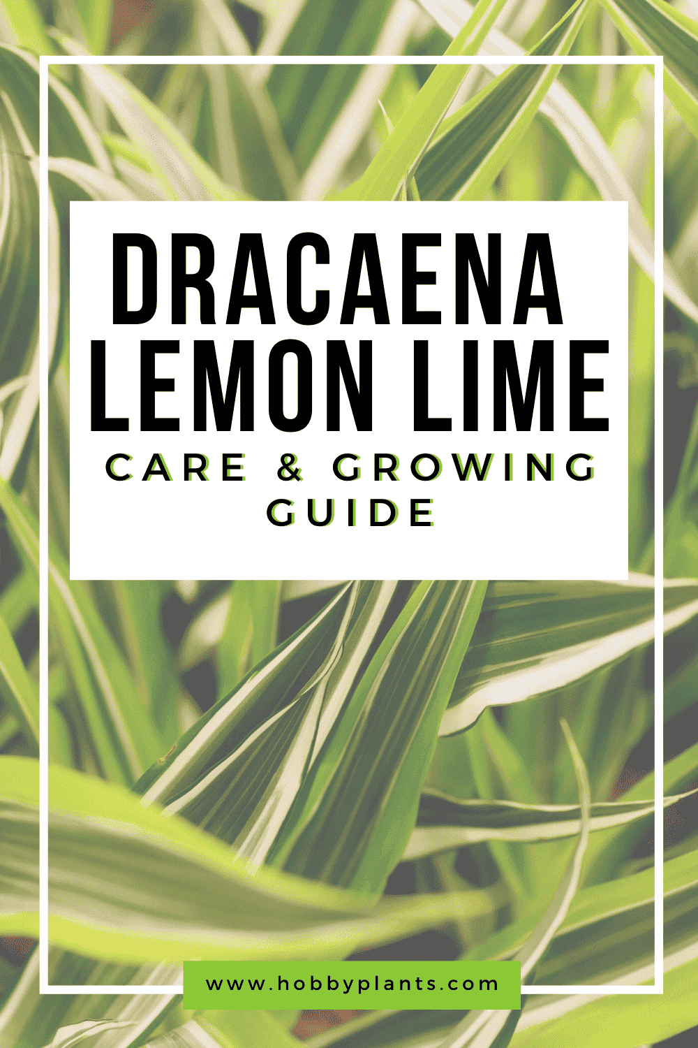 Dracaena Lemon Lime Care