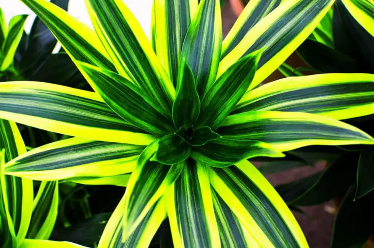 Dracaena Lemon Lime Plant Care & Growing Guide