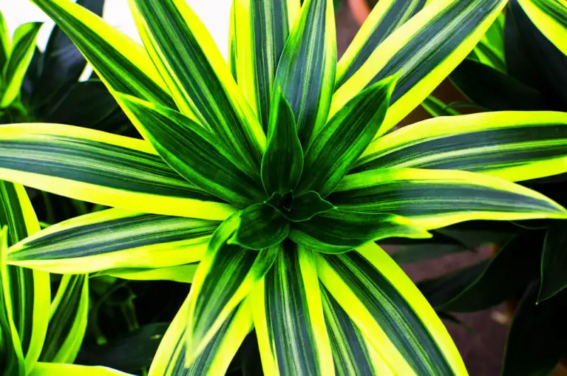 Dracaena Lemon Lime Plant Care & Growing Guide