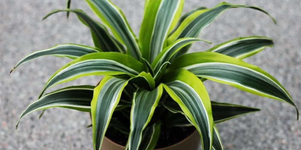 Dracaena Lemon Lime grey table