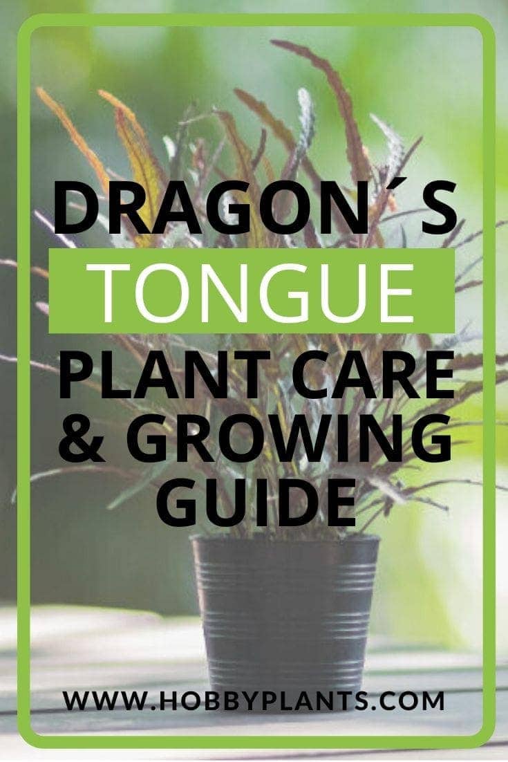 Dragon’s Tongue Plant Care